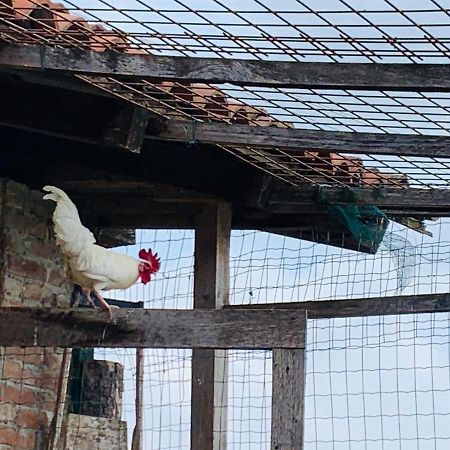 Agriturismo Cascina Smeralda Villa Pontestura Ngoại thất bức ảnh